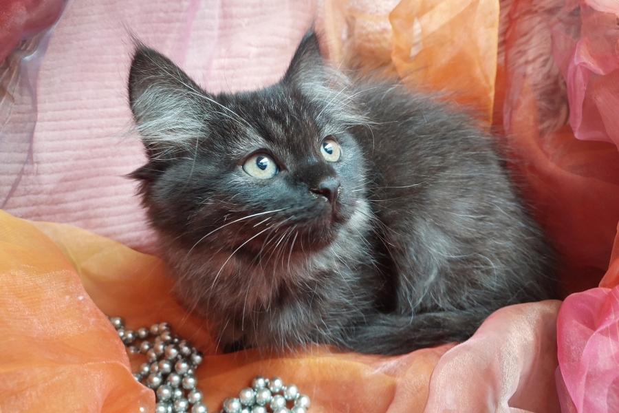 SAMBUCA Pure Posh*PL