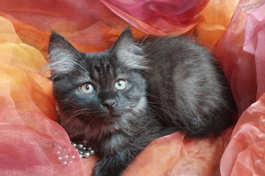 SAMBUCA Pure Posh*PL