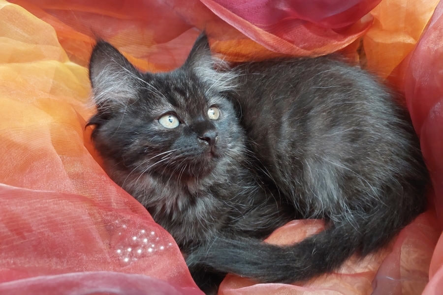 SAMBUCA Pure Posh*PL