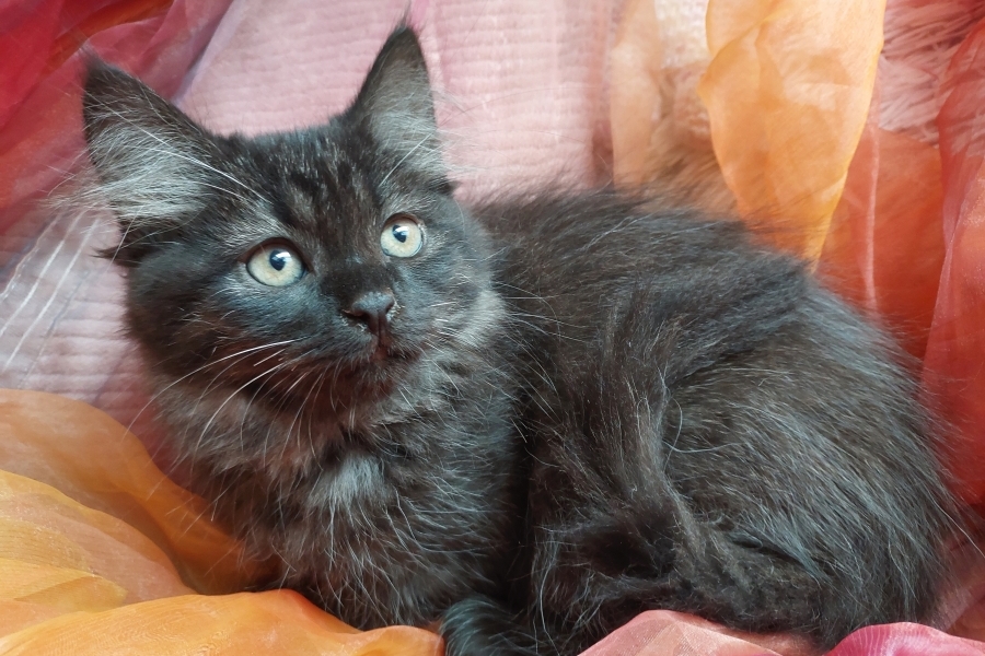 SAMBUCA Pure Posh*PL