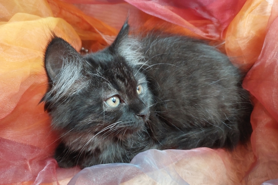 SAMBUCA Pure Posh*PL