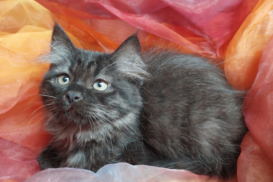 SAMBUCA Pure Posh*PL