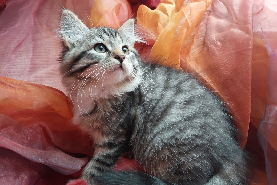 SANGRIA Pure Posh*PL