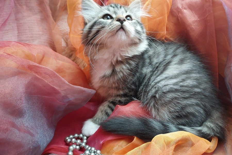 SANGRIA Pure Posh*PL