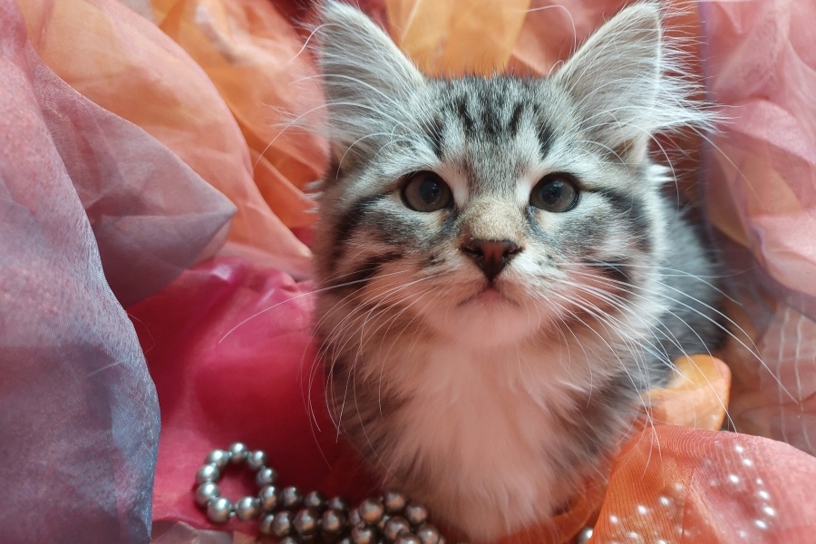 SANGRIA Pure Posh*PL