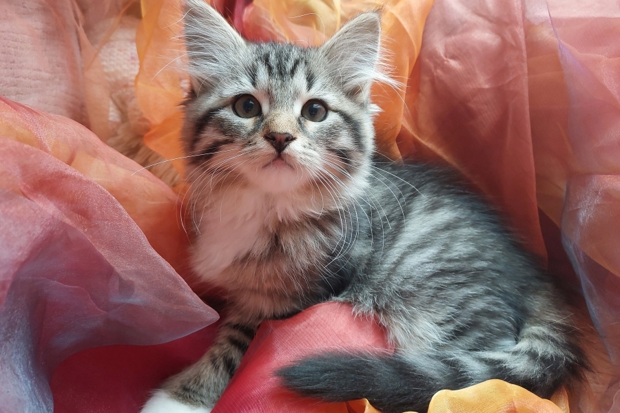 SANGRIA Pure Posh*PL