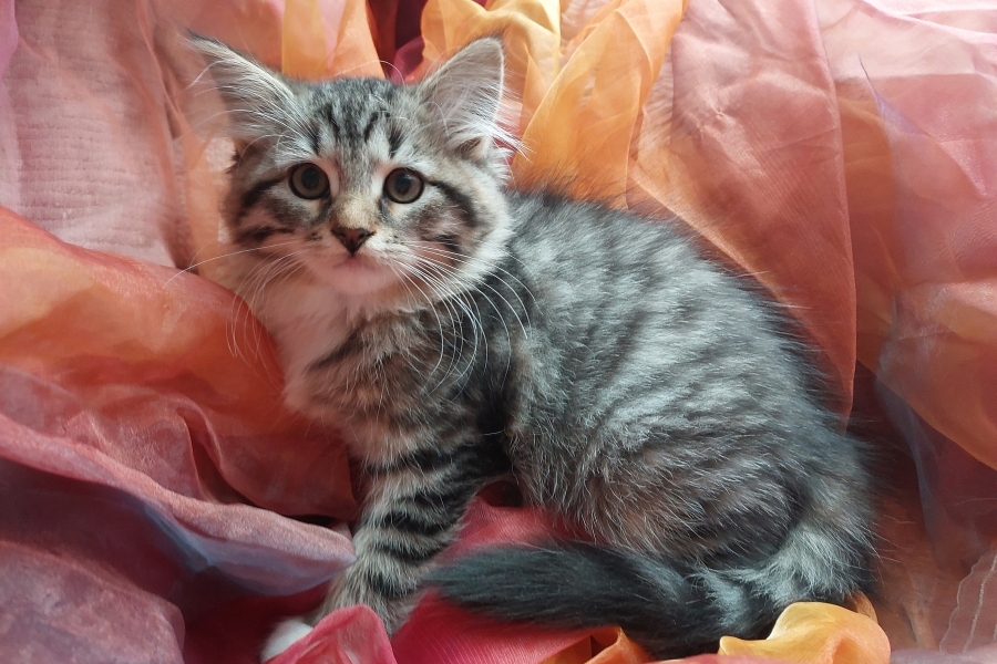 SANGRIA Pure Posh*PL