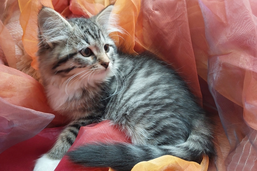 SANGRIA Pure Posh*PL