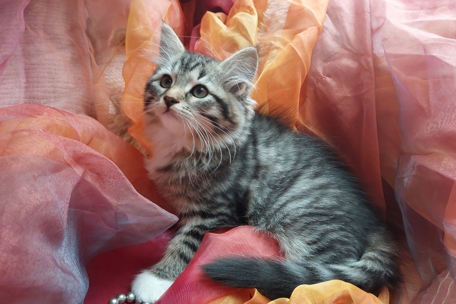 SANGRIA Pure Posh*PL