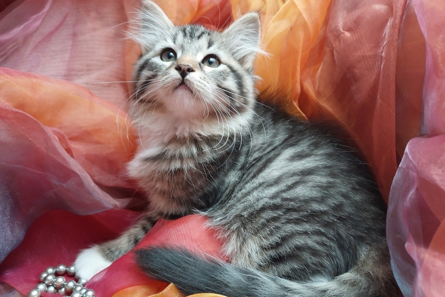 SANGRIA Pure Posh*PL