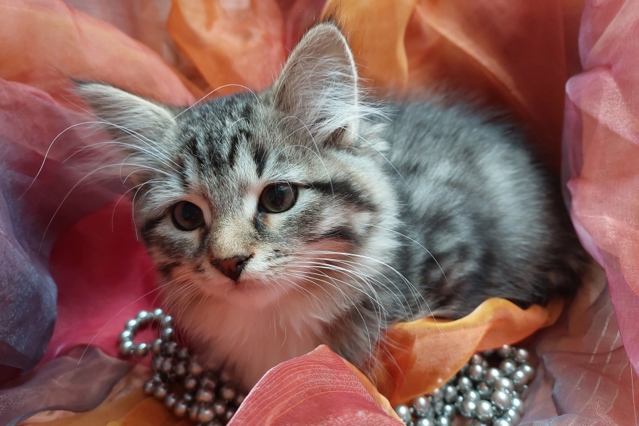 SANGRIA Pure Posh*PL