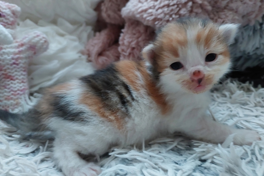 TALISKA Pure Posh*PL