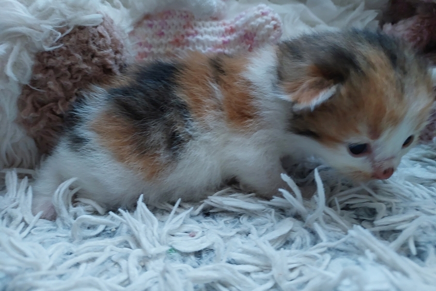 TALISKA Pure Posh*PL