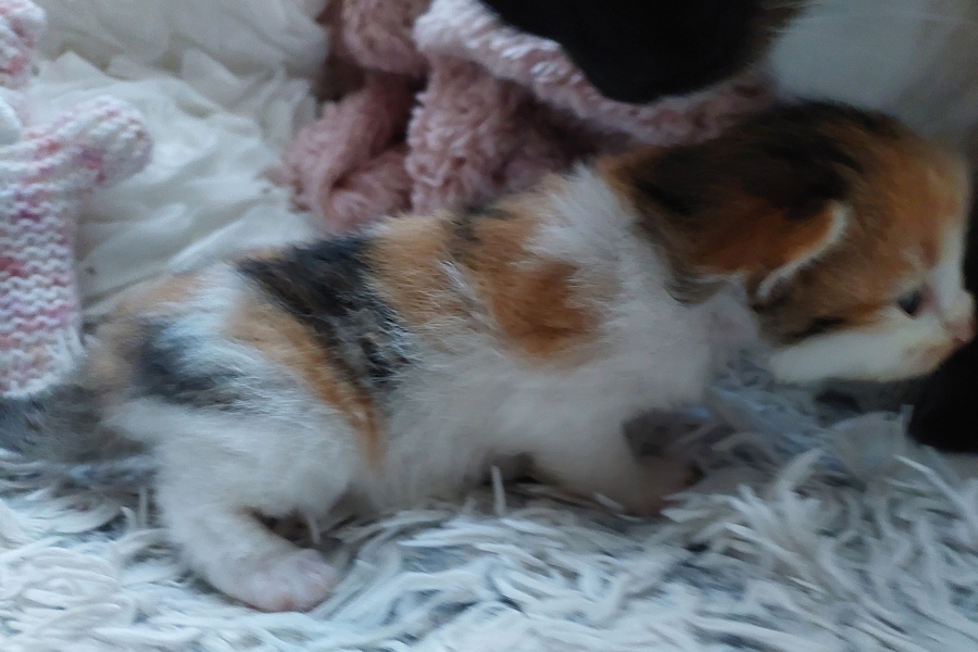 TALISKA Pure Posh*PL