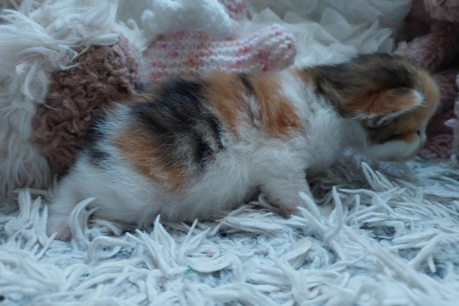 TALISKA Pure Posh*PL