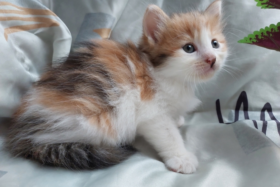 TALISKA Pure Posh*PL