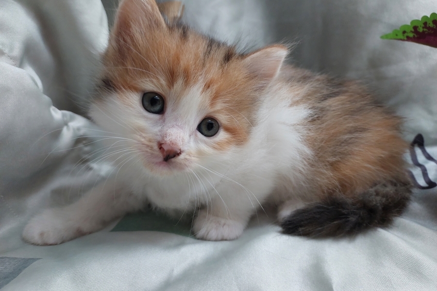 TALISKA Pure Posh*PL