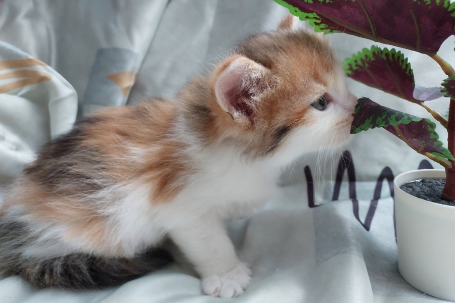 TALISKA Pure Posh*PL