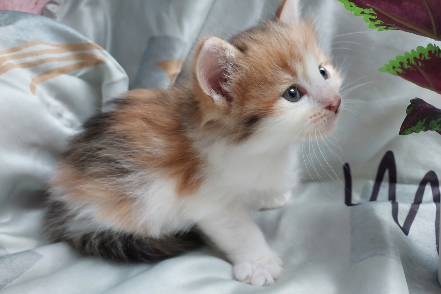 TALISKA Pure Posh*PL