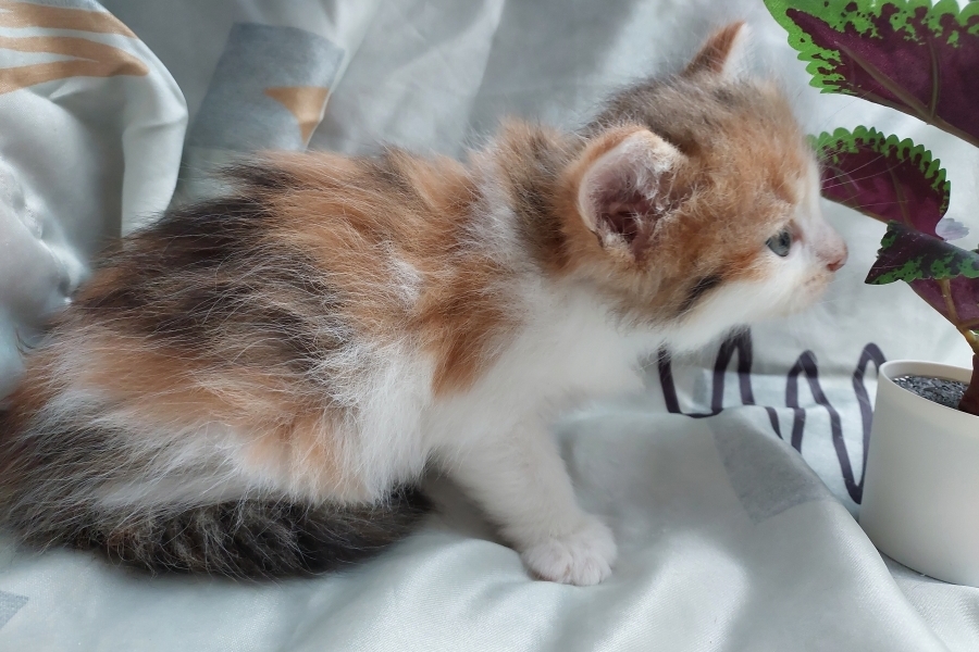 TALISKA Pure Posh*PL