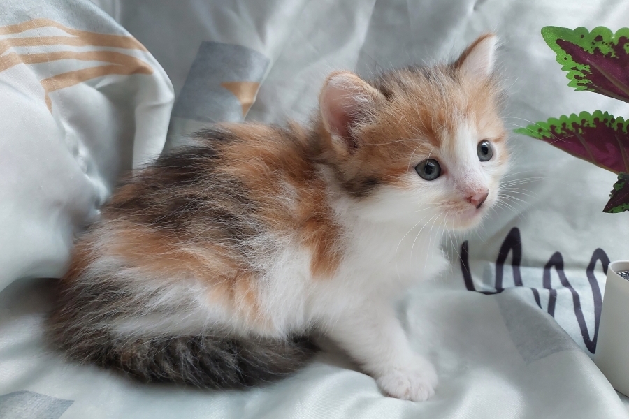 TALISKA Pure Posh*PL