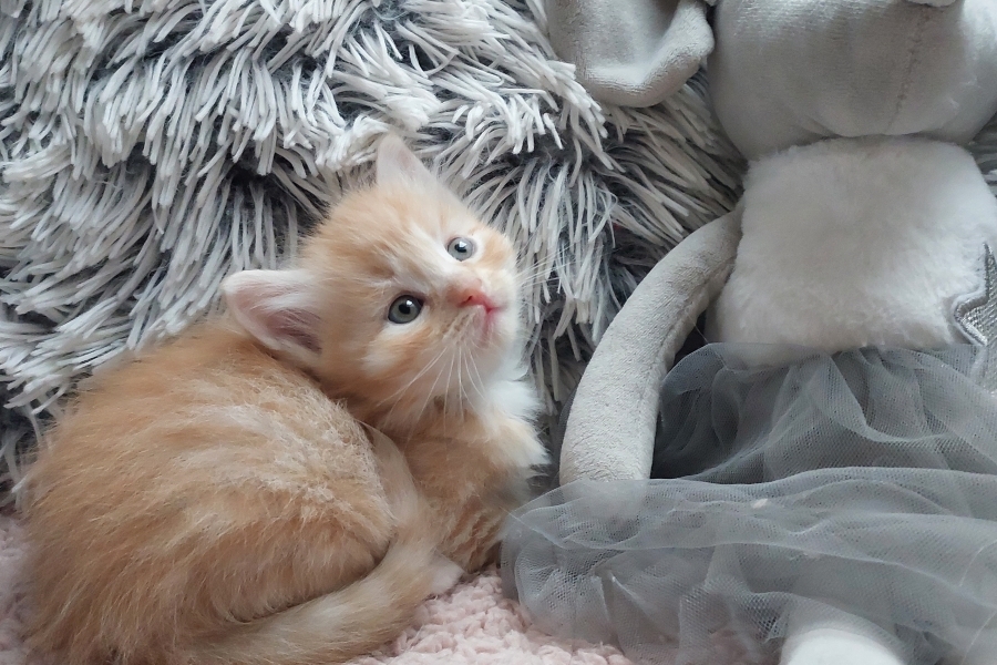 YAMAZAKI Pure Posh*PL