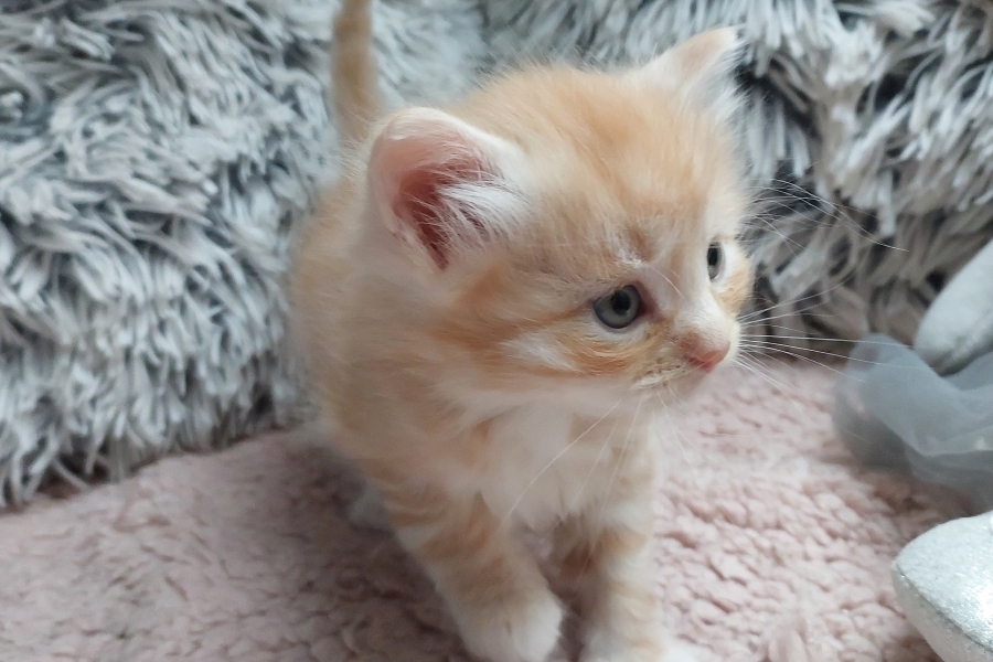 YAMAZAKI Pure Posh*PL