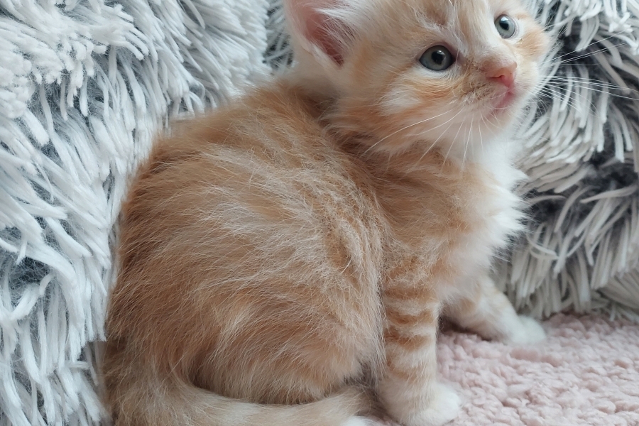 YAMAZAKI Pure Posh*PL