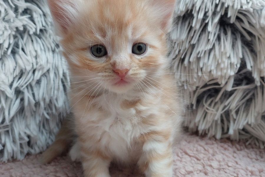 YAMAZAKI Pure Posh*PL