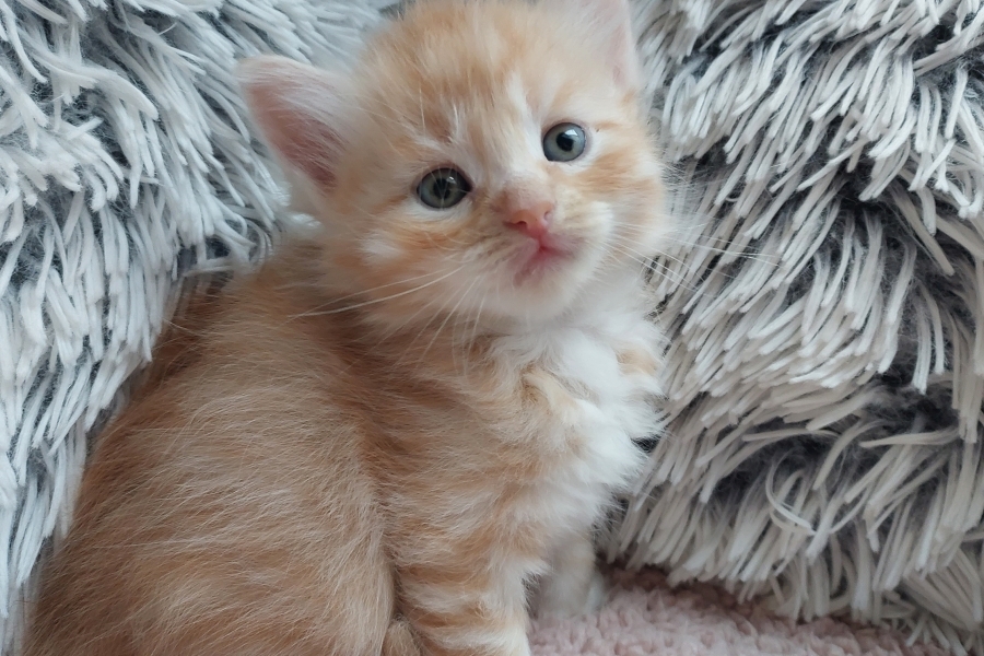 YAMAZAKI Pure Posh*PL