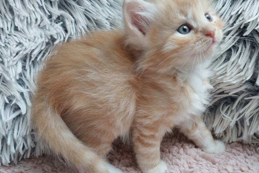 YAMAZAKI Pure Posh*PL