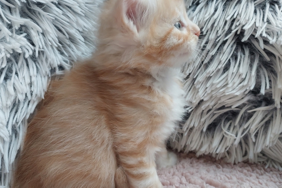 YAMAZAKI Pure Posh*PL