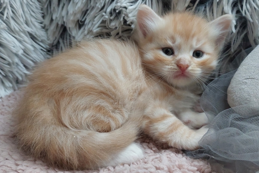 YAMAZAKI Pure Posh*PL