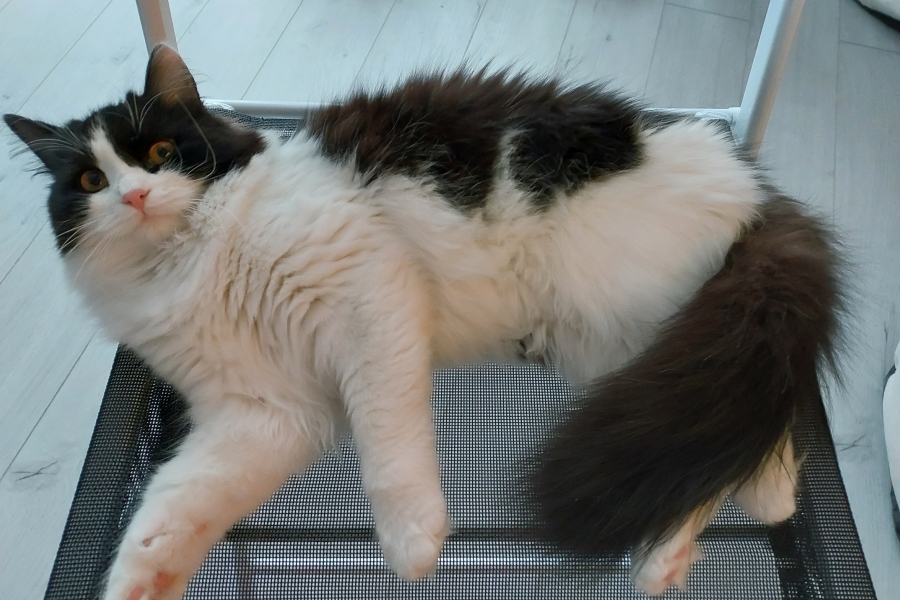 CHAMPION BERBERA Nowa Era*PL