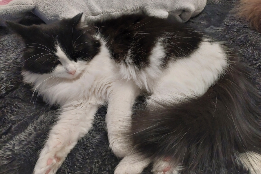 CHAMPION BERBERA Nowa Era*PL