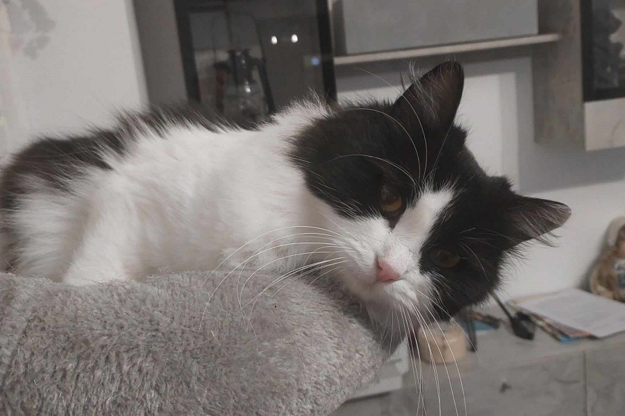 CHAMPION BERBERA Nowa Era*PL