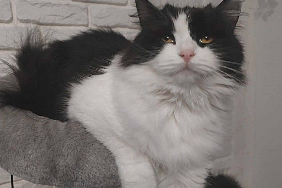 CHAMPION BERBERA Nowa Era*PL