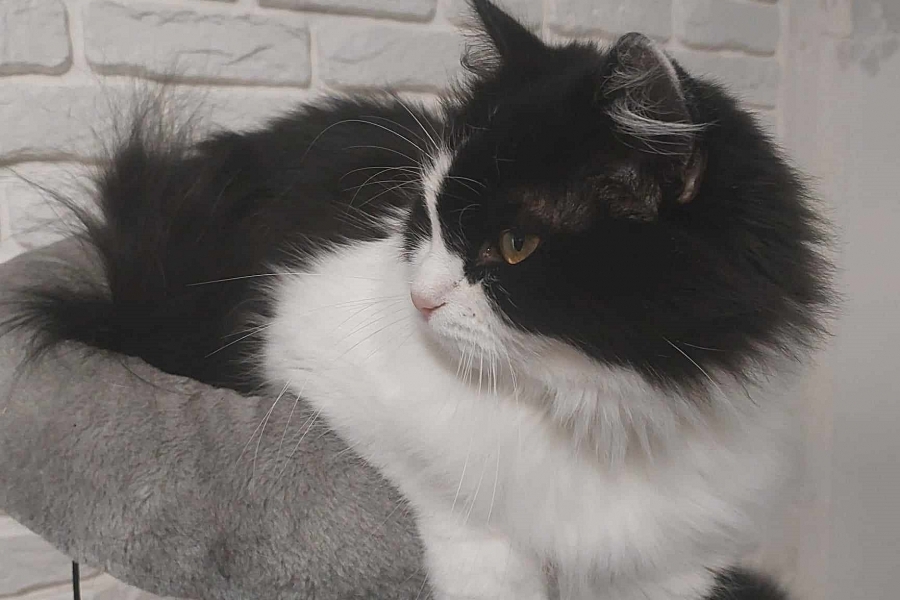 CHAMPION BERBERA Nowa Era*PL