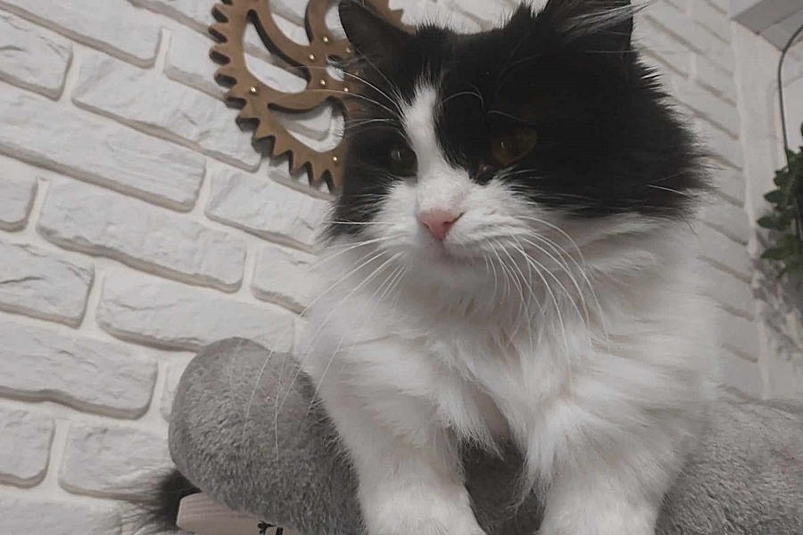 CHAMPION BERBERA Nowa Era*PL