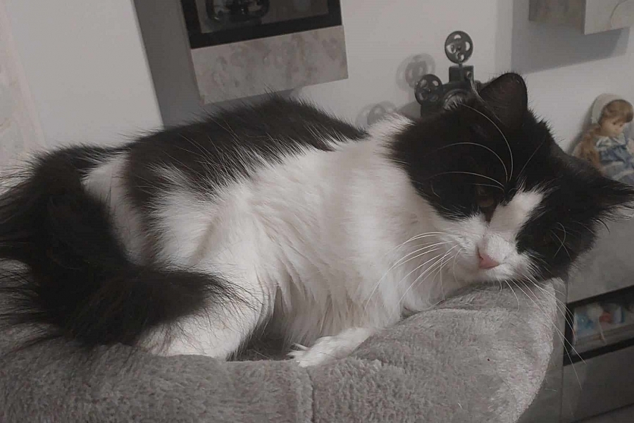 CHAMPION BERBERA Nowa Era*PL