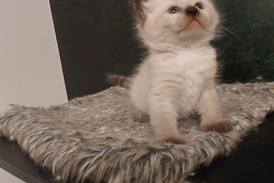 BROWNIE Pure Posh*PL