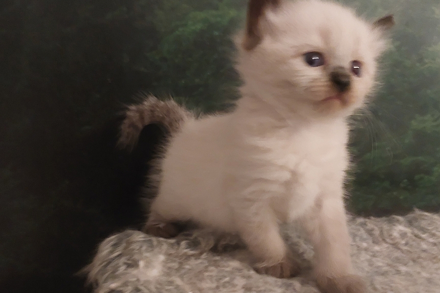 BROWNIE Pure Posh*PL