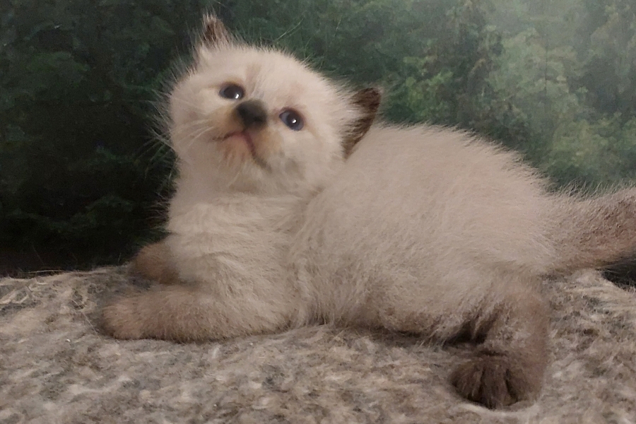 BROWNIE Pure Posh*PL