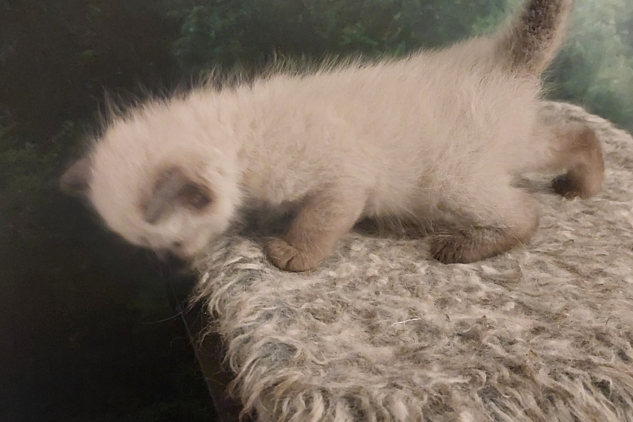 BROWNIE Pure Posh*PL