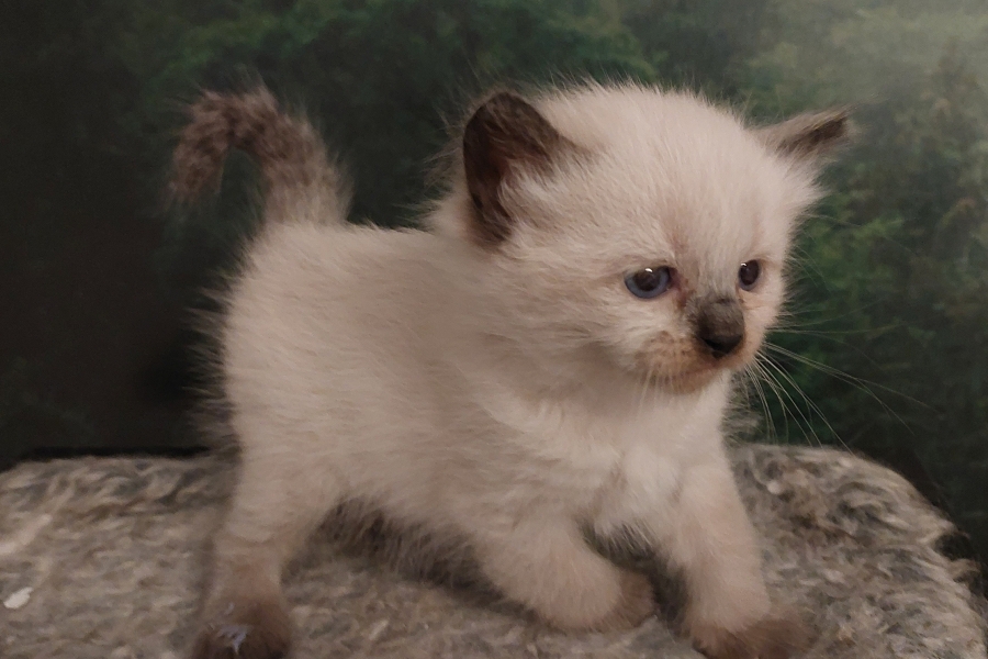 BROWNIE Pure Posh*PL