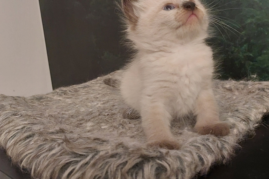 BORA BORA Pure Posh*PL