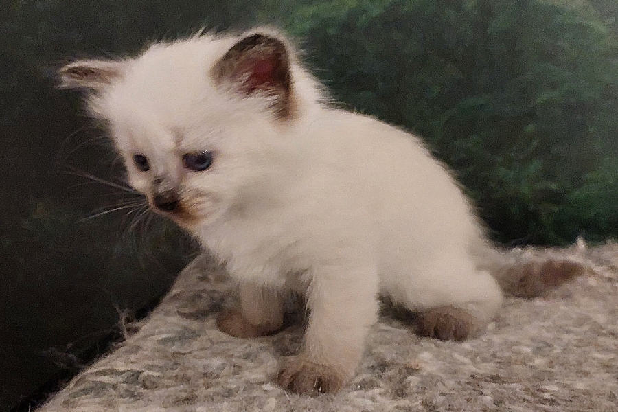 BORA BORA Pure Posh*PL