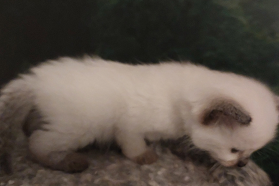 BORA BORA Pure Posh*PL