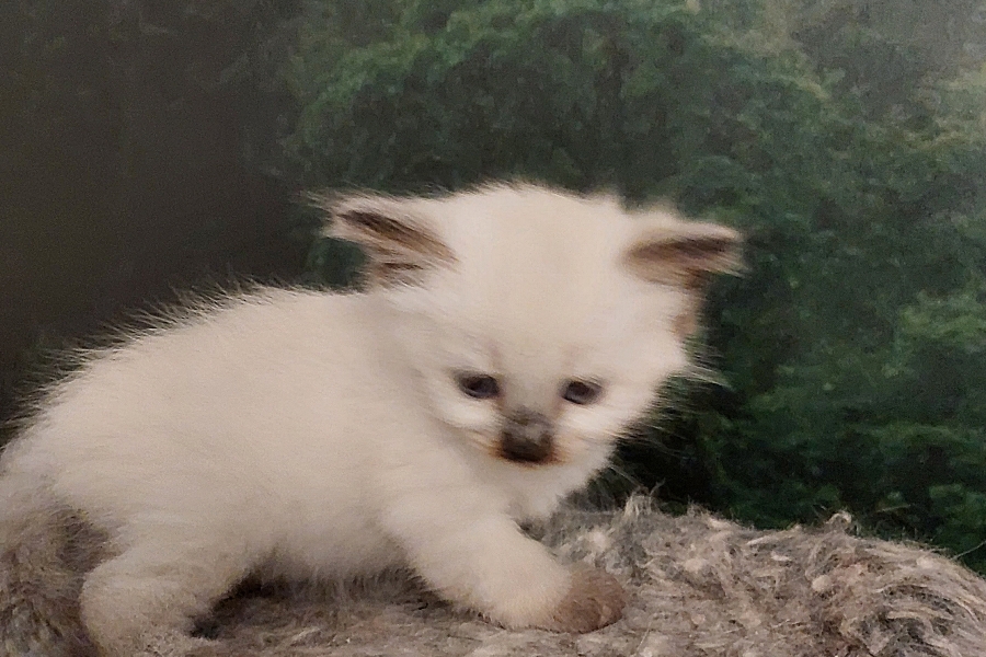 BORA BORA Pure Posh*PL