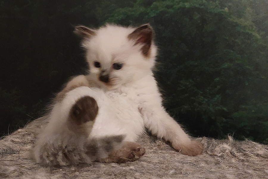 BORA BORA Pure Posh*PL